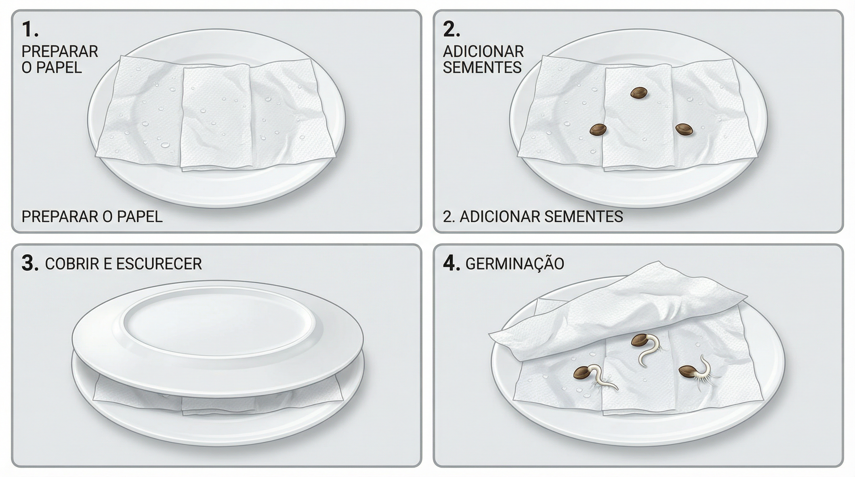 Ilustração educacional passo a passo mostrando o método de germinação em papel toalha para sementes de cannabis.