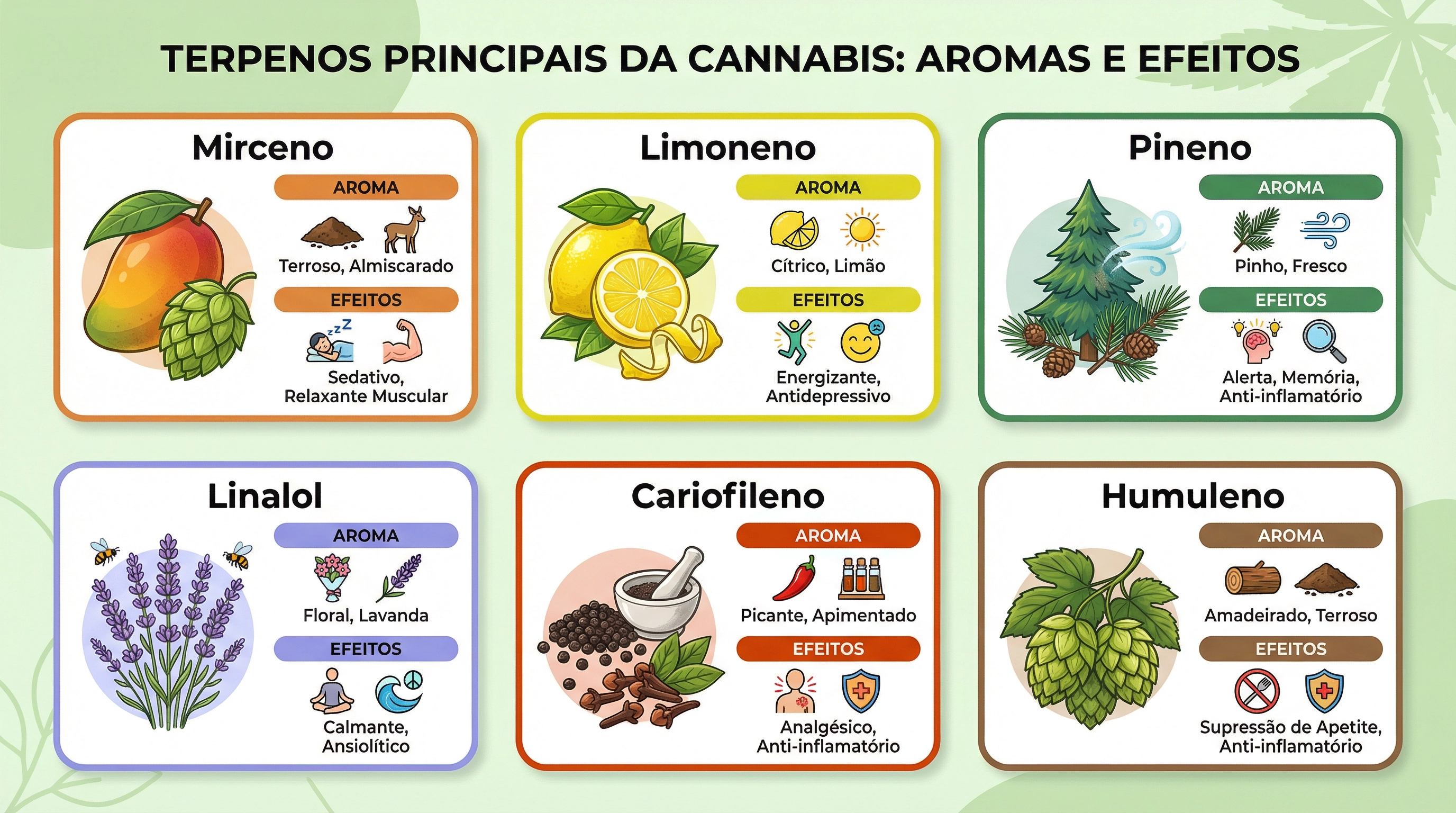 Infográfico educacional mostrando os principais terpenos encontrados na cannabis, seus aromas e efeitos.