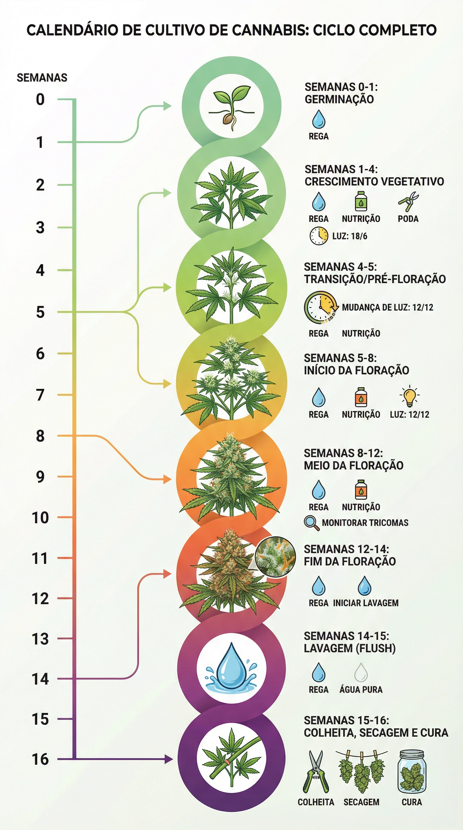 Calendário de cultivo de cannabis mostrando a linha do tempo completa do ciclo de cultivo.
