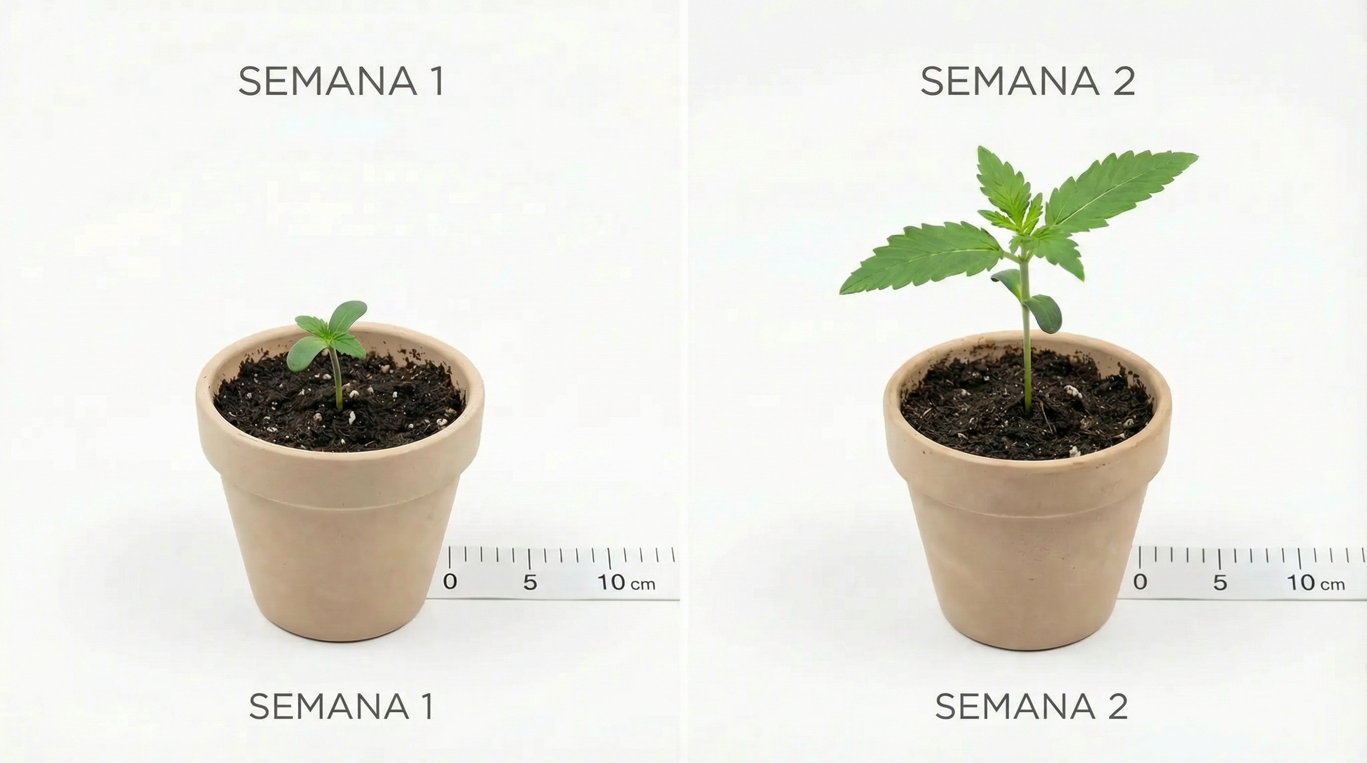 Ilustração foto-realista educacional mostrando os estágios de crescimento da planta de cannabis na semana 1-2.