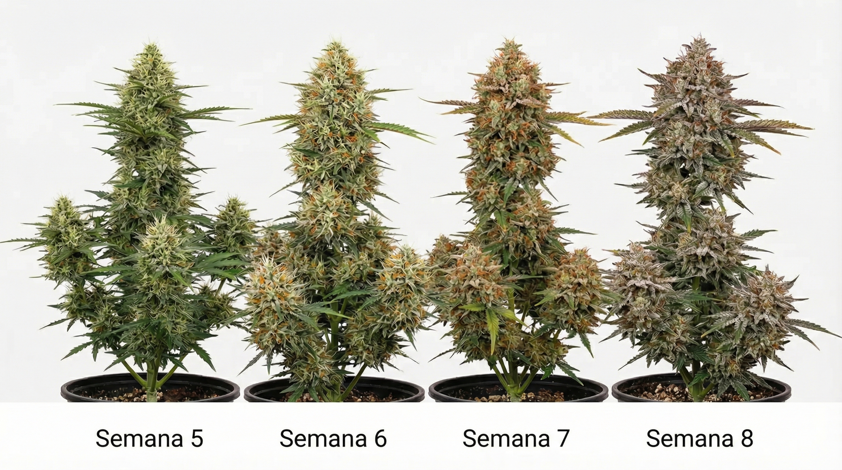 Ilustração foto-realista educacional mostrando os estágios de floração da cannabis na semana 5-8.