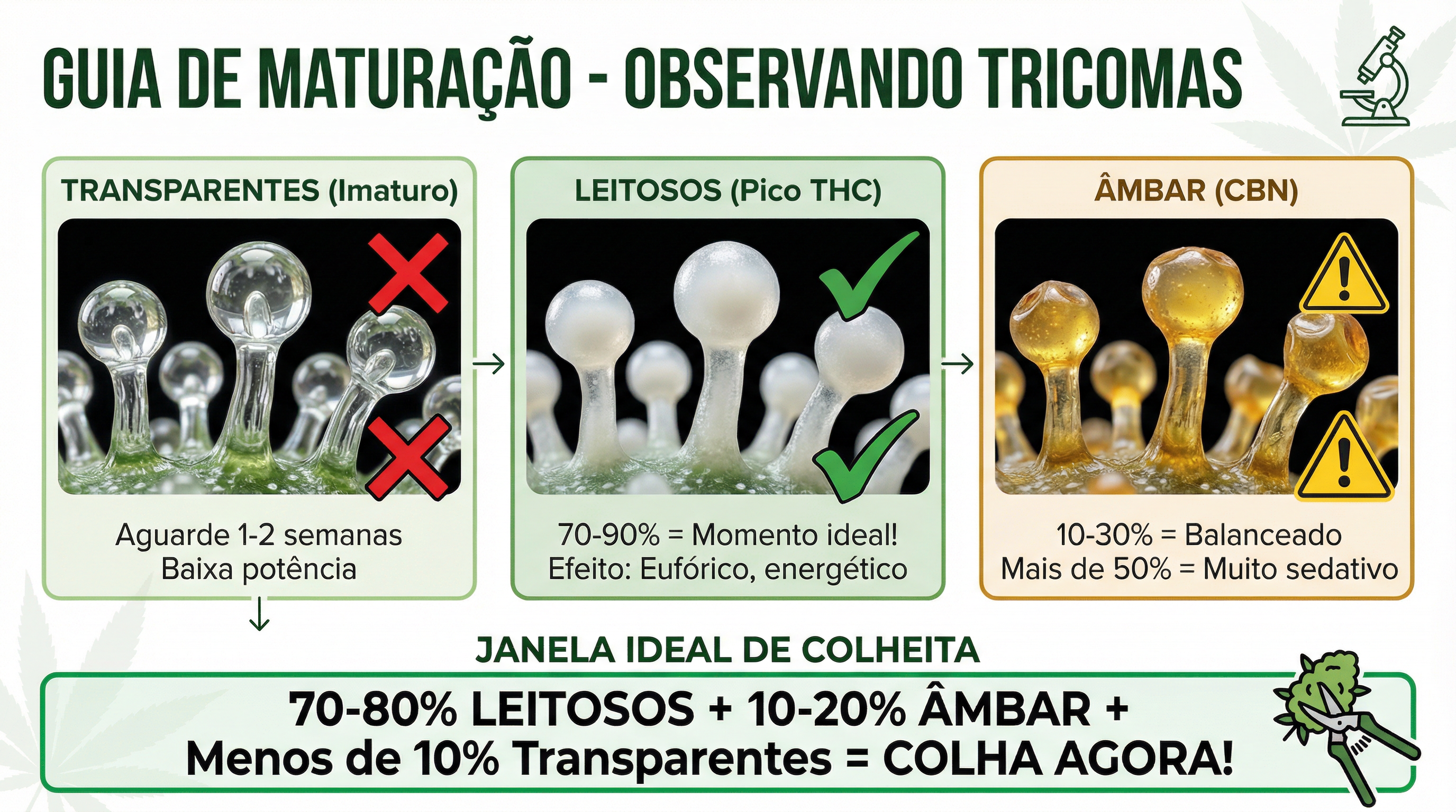 Guia visual completo de maturação de tricomas para colheita de cannabis.