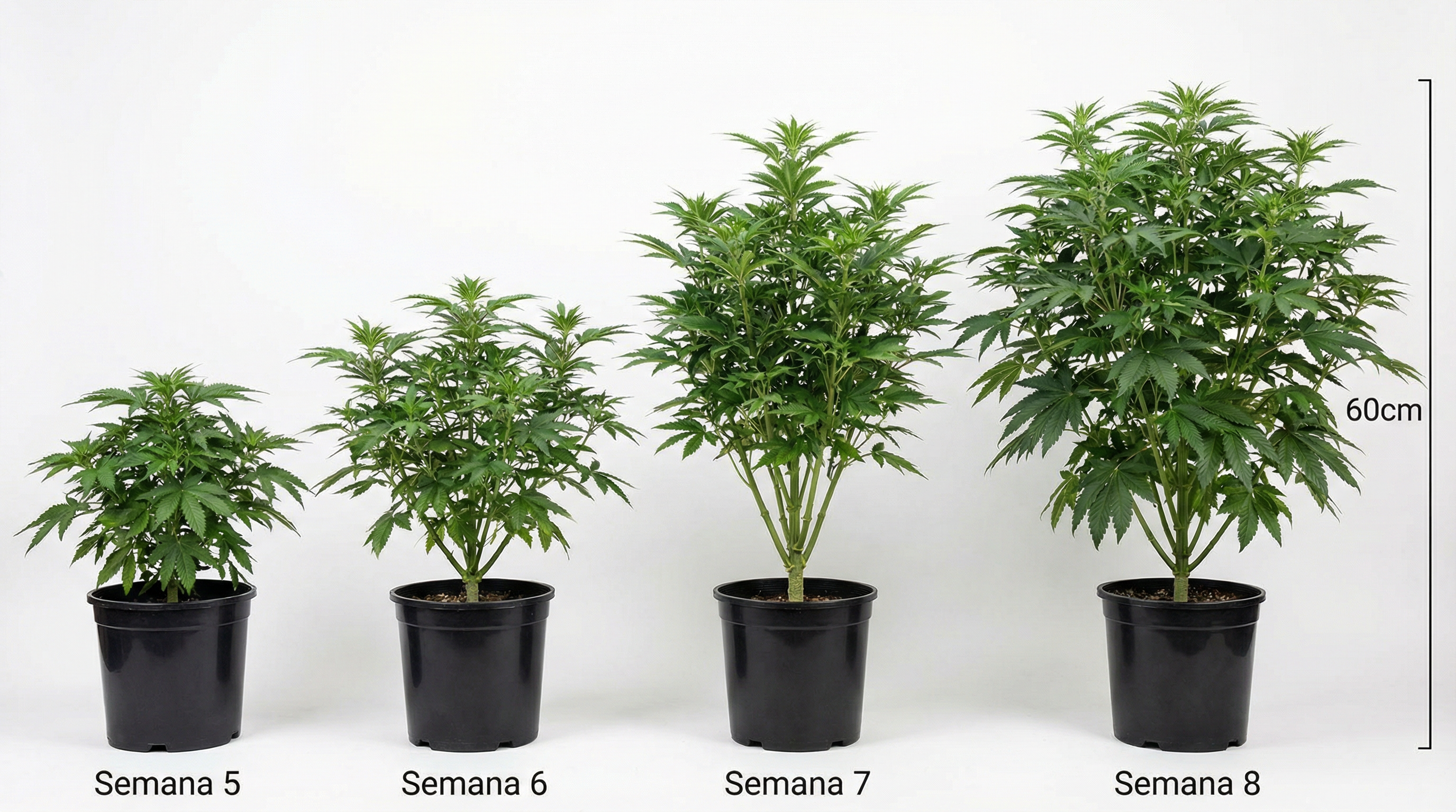 Evolução das plantas da semana 5 à 8 do estágio vegetativo.